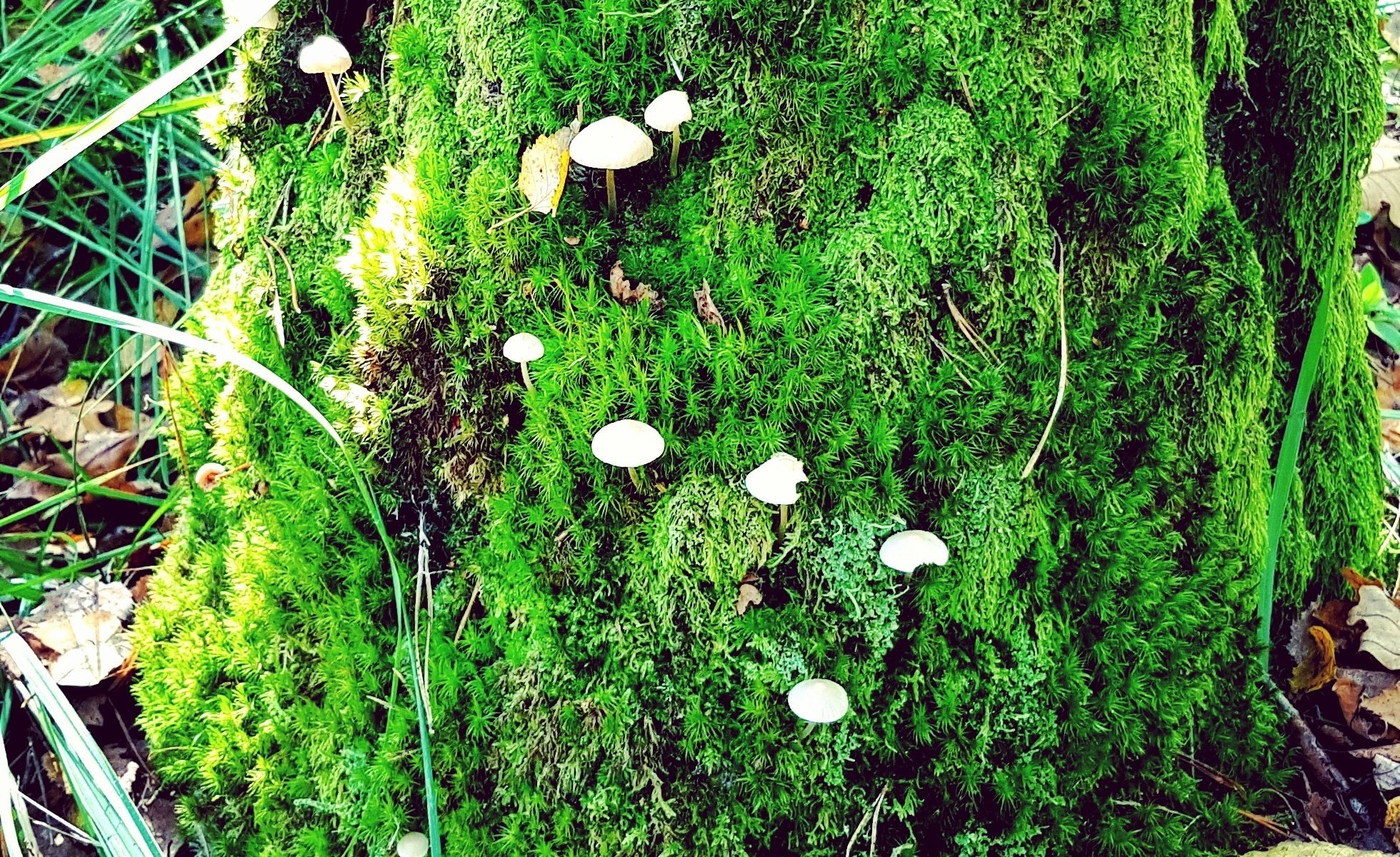 mushroom trail at #Fontainebleau #hike